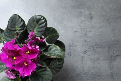 Top view of beautiful violet flowers on light grey background, space for text. Delicate house plant