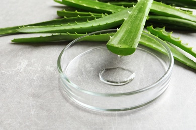 Photo of Aloe vera juice dripping from green leaf into petri dish on gray table