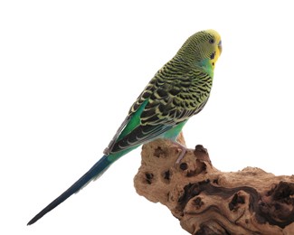 Photo of Beautiful parrot perched on wood against white background. Exotic pet