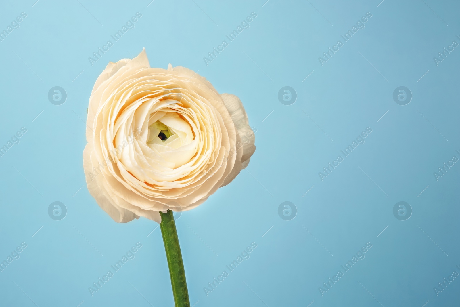 Photo of Beautiful ranunculus flower on color background