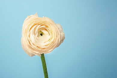 Photo of Beautiful ranunculus flower on color background