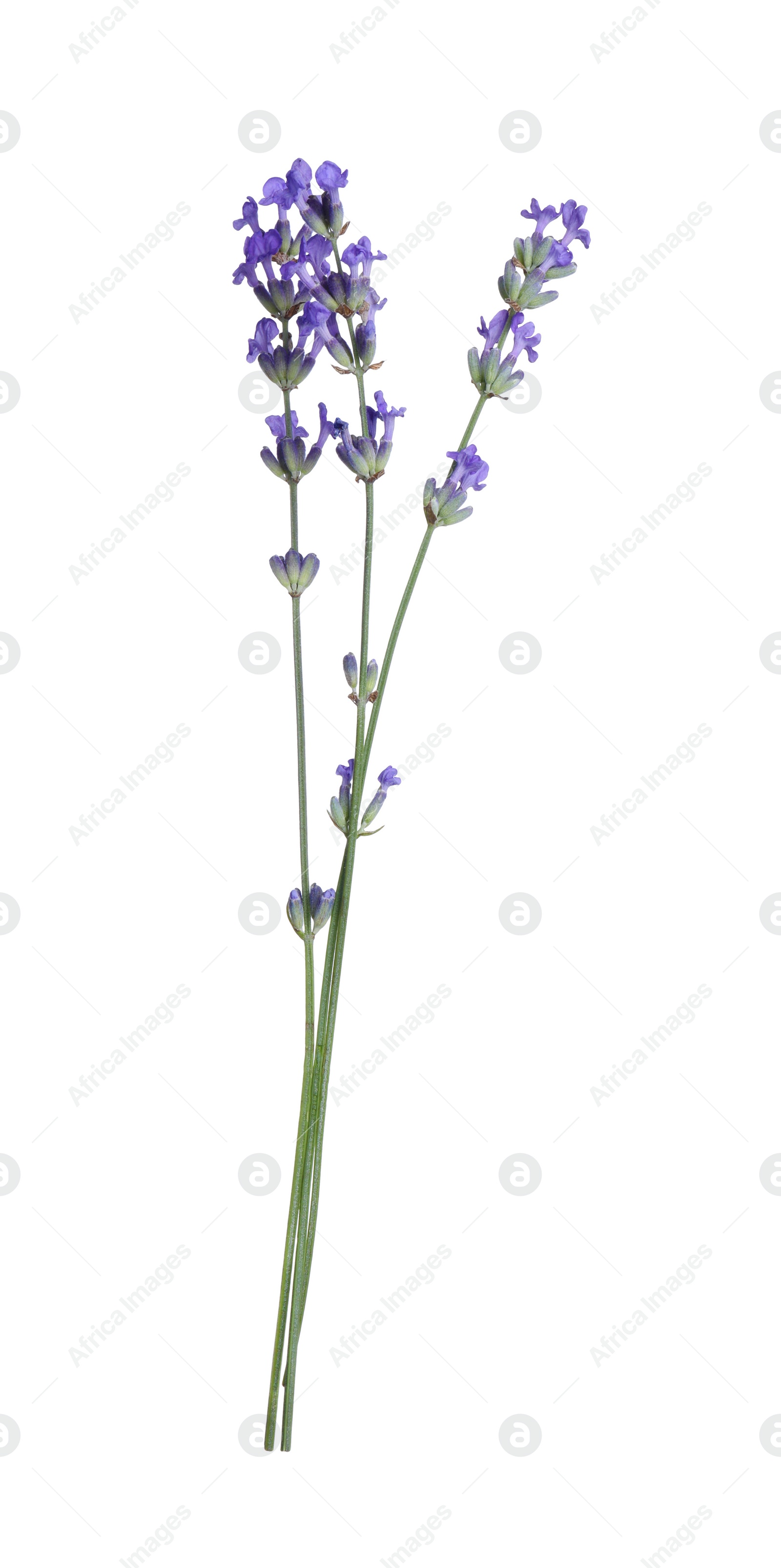 Photo of Beautiful blooming lavender flowers isolated on white
