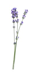 Beautiful blooming lavender flowers isolated on white