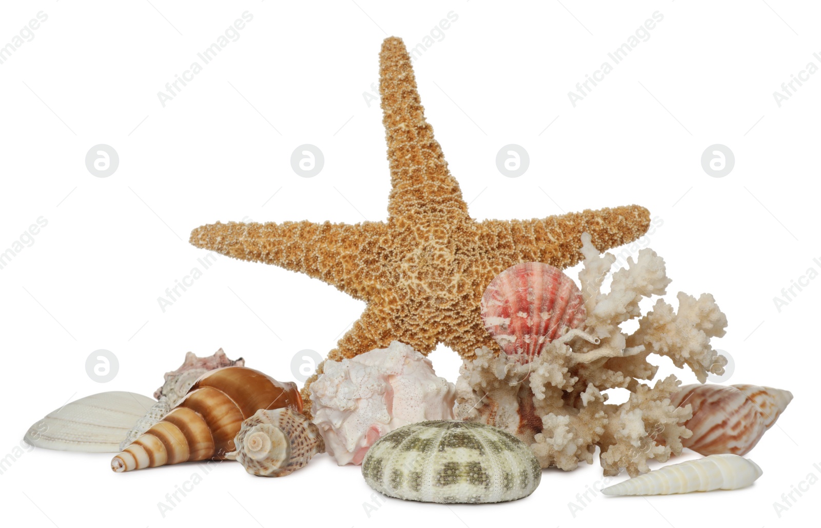 Photo of Beautiful starfish, coral and sea shells on white background