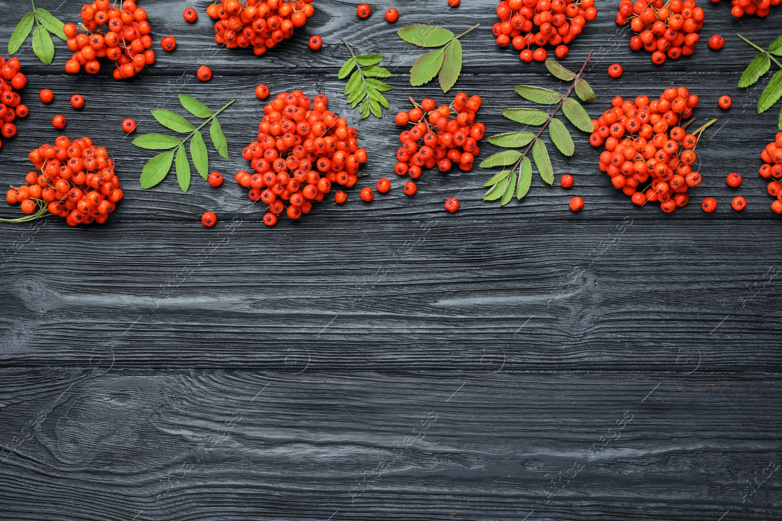 Photo of Fresh ripe rowan berries and green leaves on black wooden table, flat lay. Space for text