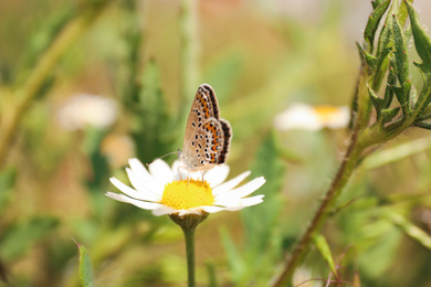 Photo of Beautiful butterfly on chamomile flower outdoors, closeup