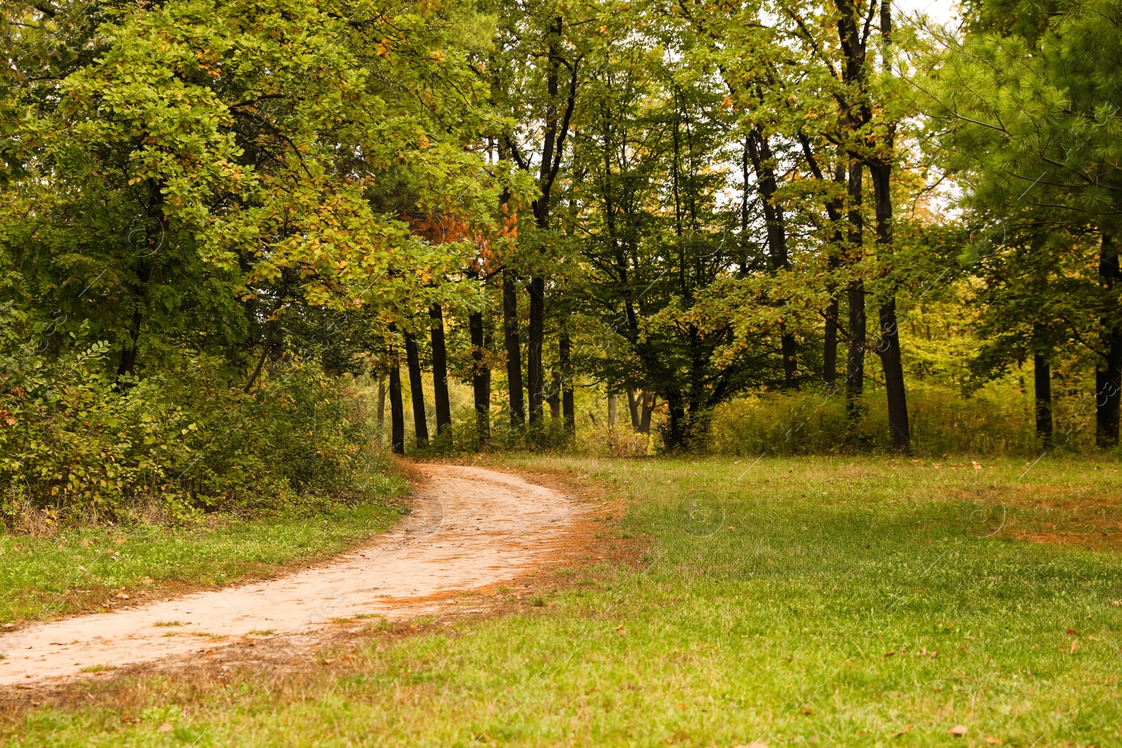 Photo of Beautiful view of forest with trees and pathway on autumn day