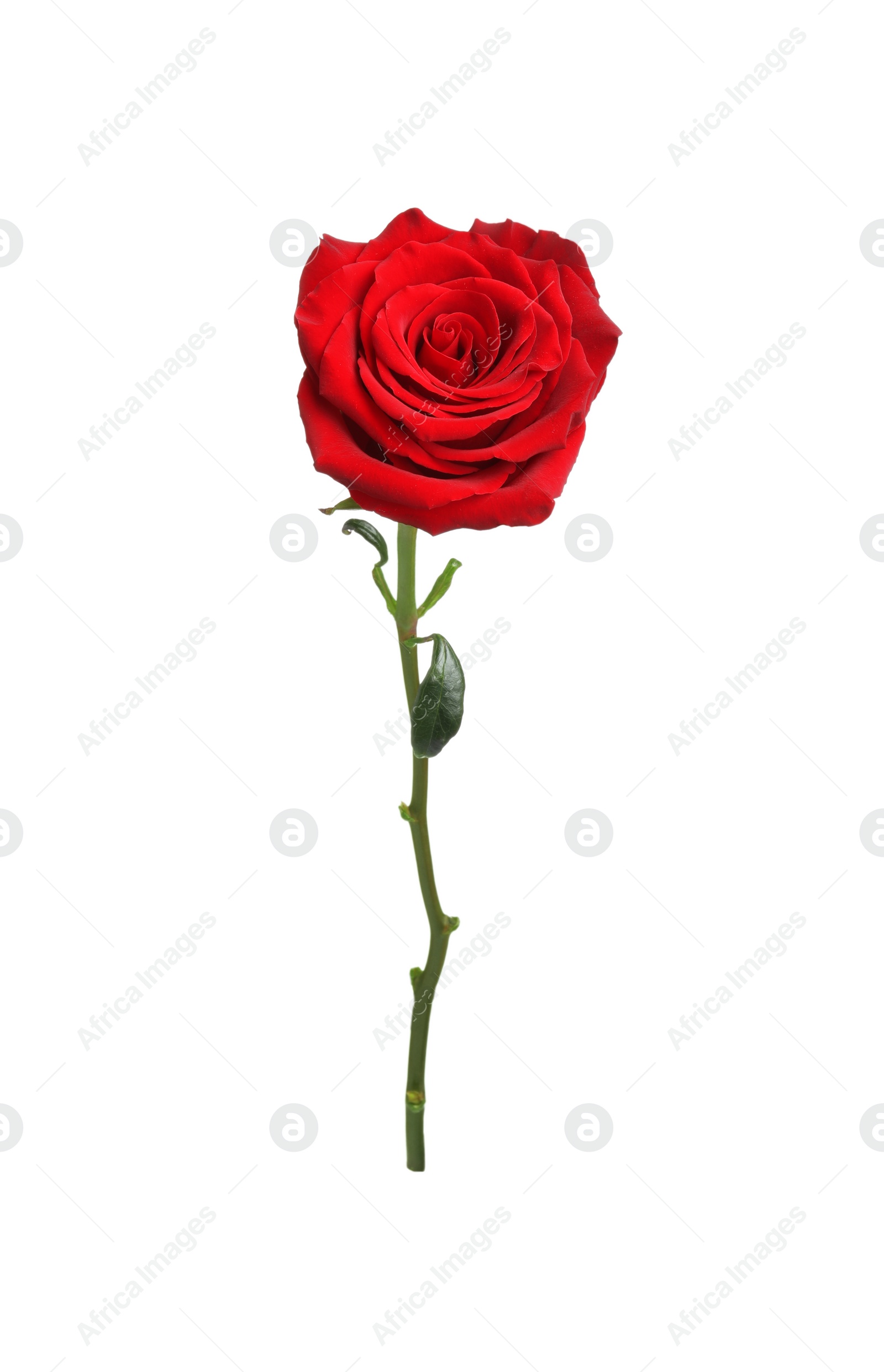 Photo of Beautiful fresh red rose isolated on white