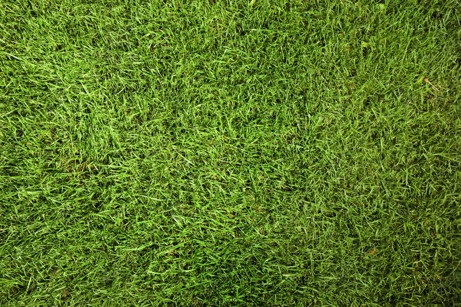 Photo of Green lawn with fresh grass as background, closeup