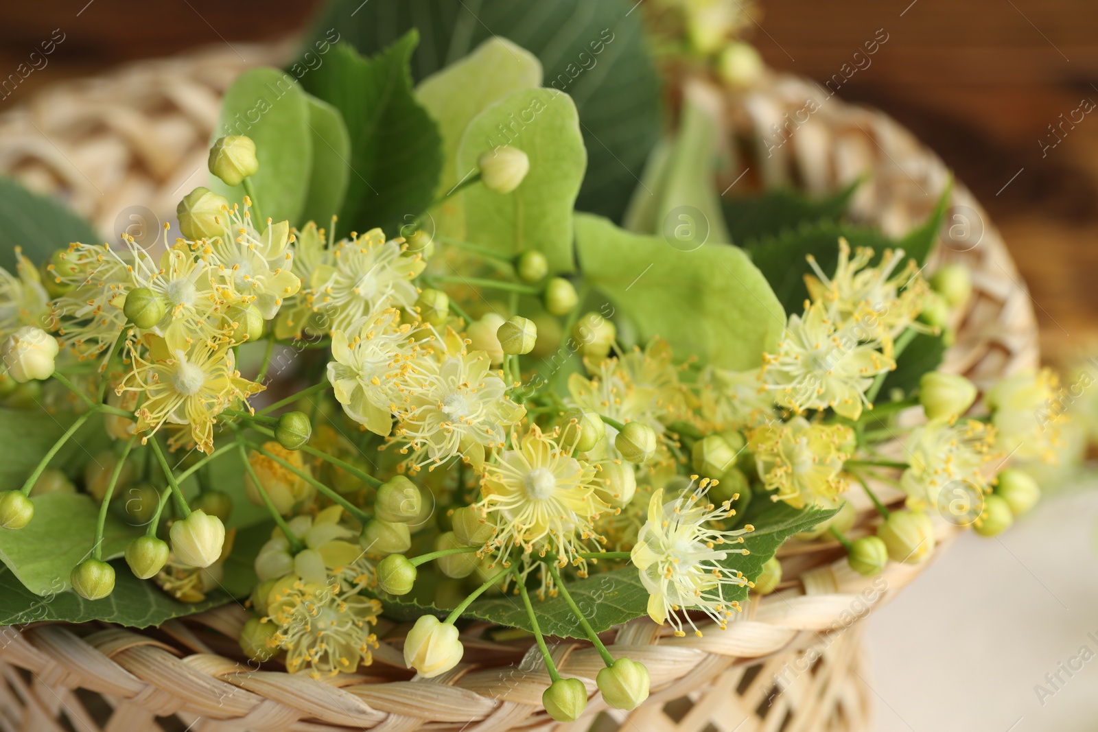 Photo of Fresh linden leaves and flowers in wicker basket on table, closeup