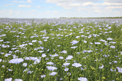 Photo of Beautiful view of blooming flax field on summer day