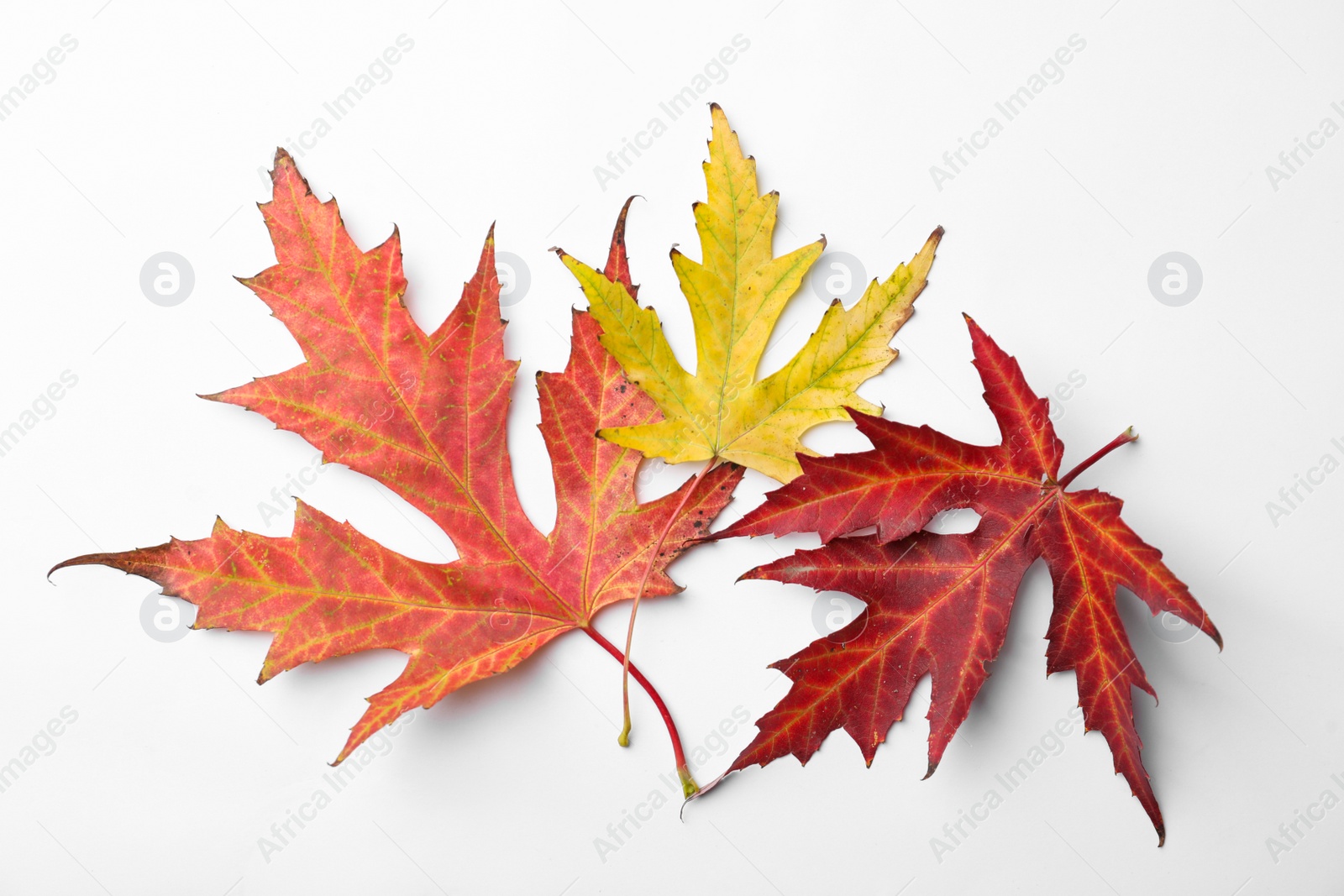 Photo of Dry leaves of Japanese maple tree on white background, top view. Autumn season