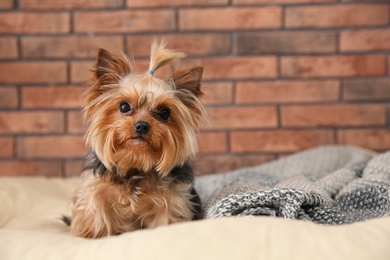 Photo of Yorkshire terrier on pet bed against brick wall, space for text. Happy dog