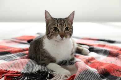 Photo of Adorable cat lying on plaid at home