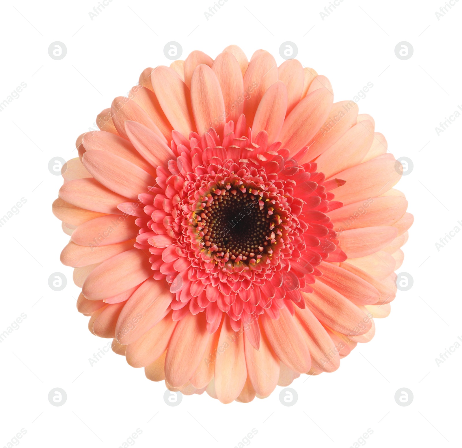 Image of Beautiful pink gerbera flower isolated on white