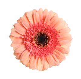 Image of Beautiful pink gerbera flower isolated on white