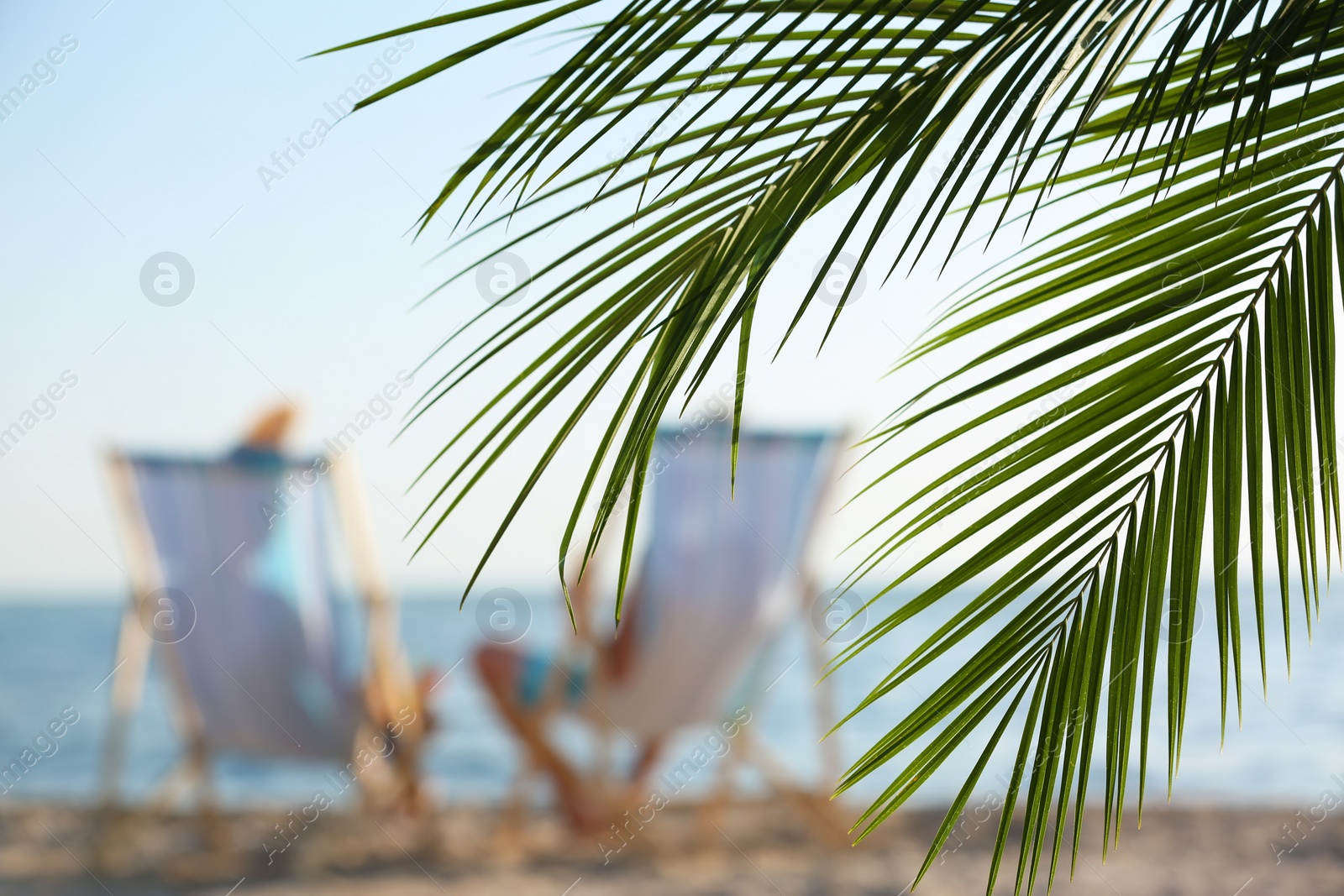 Photo of Palm branches and couple in beach chairs on background