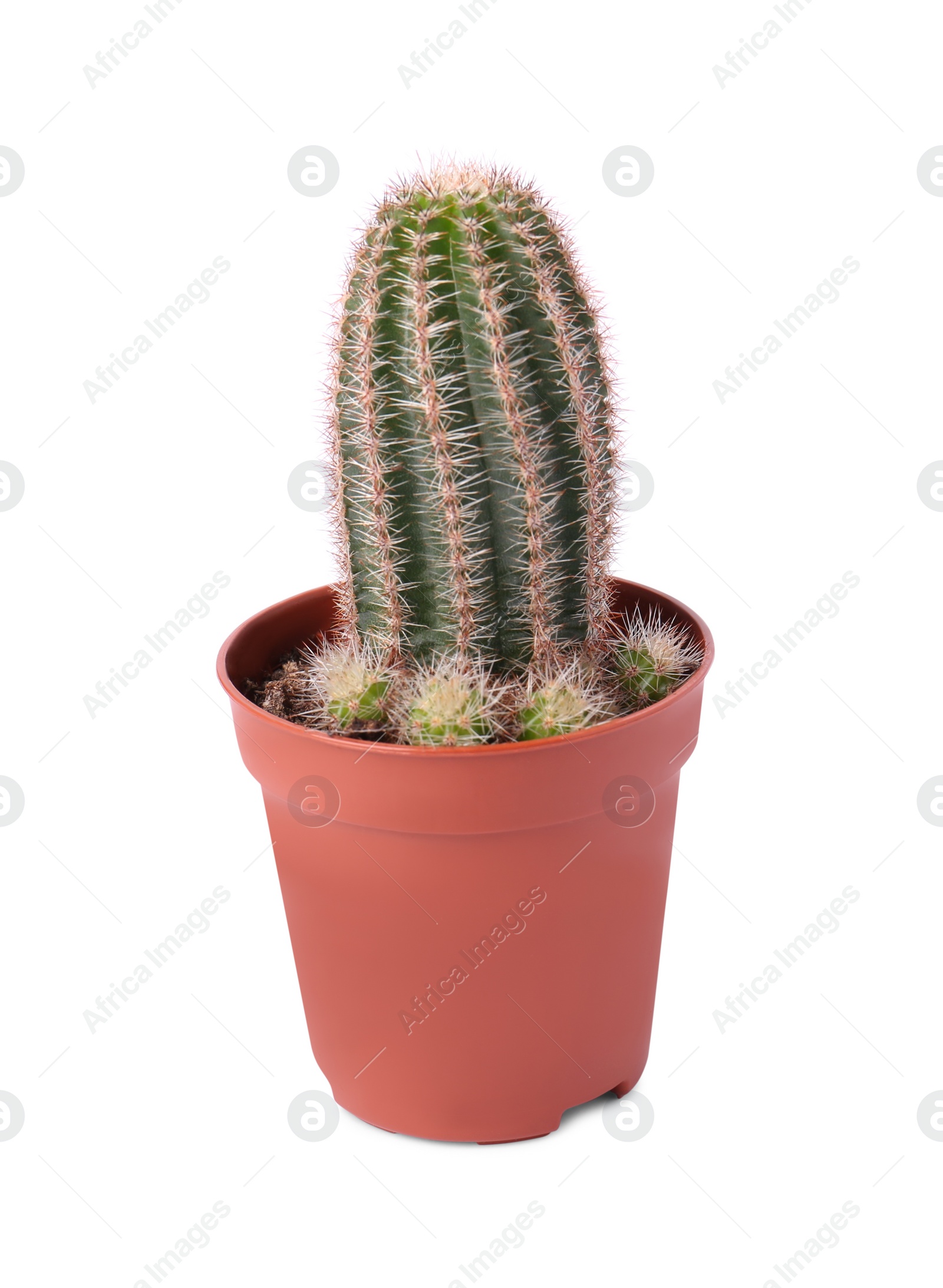 Photo of Beautiful green cactus in pot isolated on white. Tropical plant