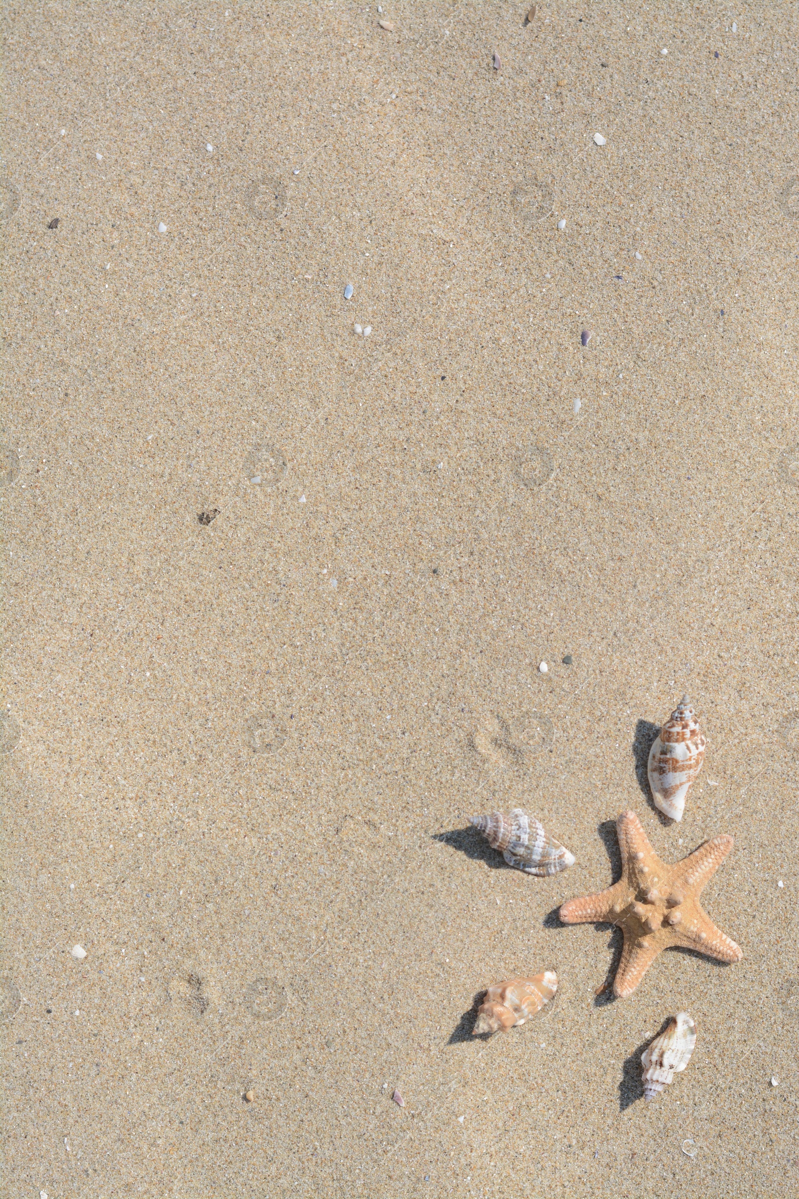 Photo of Beautiful starfish and sea shells on sandy beach, above view. Space for text