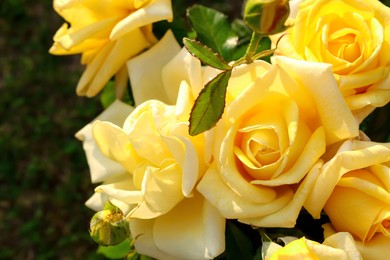 Photo of Closeup view of beautiful yellow roses outdoors