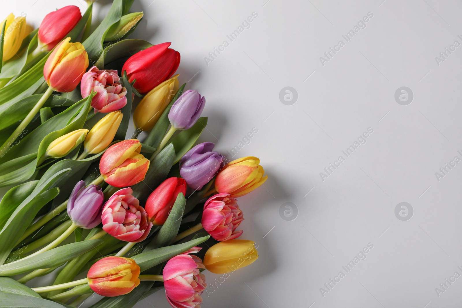 Photo of Beautiful tulips on light grey background, flat lay. Space for text