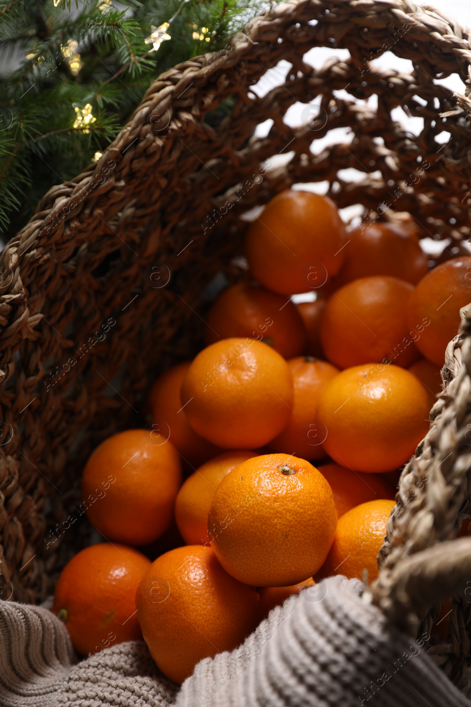 Photo of Net bag with fresh ripe tangerines and fir tree branch, above view