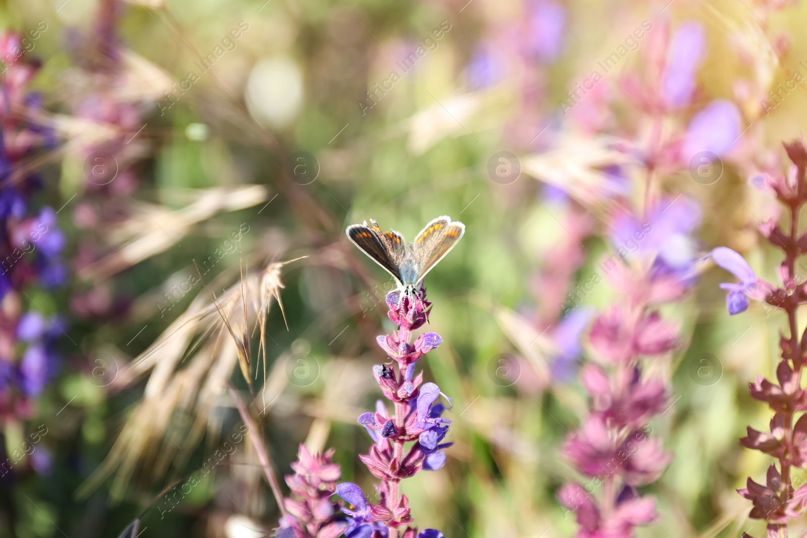 Photo of Beautiful Adonis blue butterfly on flower in field, closeup