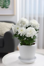 Photo of Beautiful chrysanthemum plant in flower pot on white table in room
