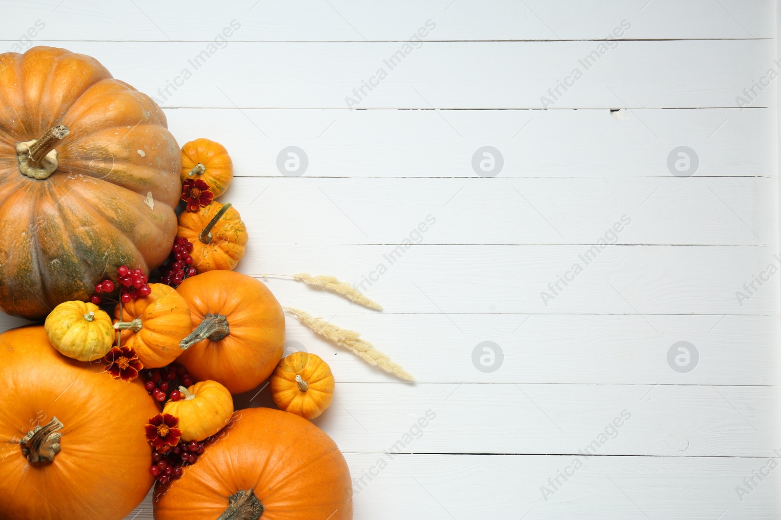 Photo of Thanksgiving day. Flat lay composition with pumpkins on white wooden table, space for text