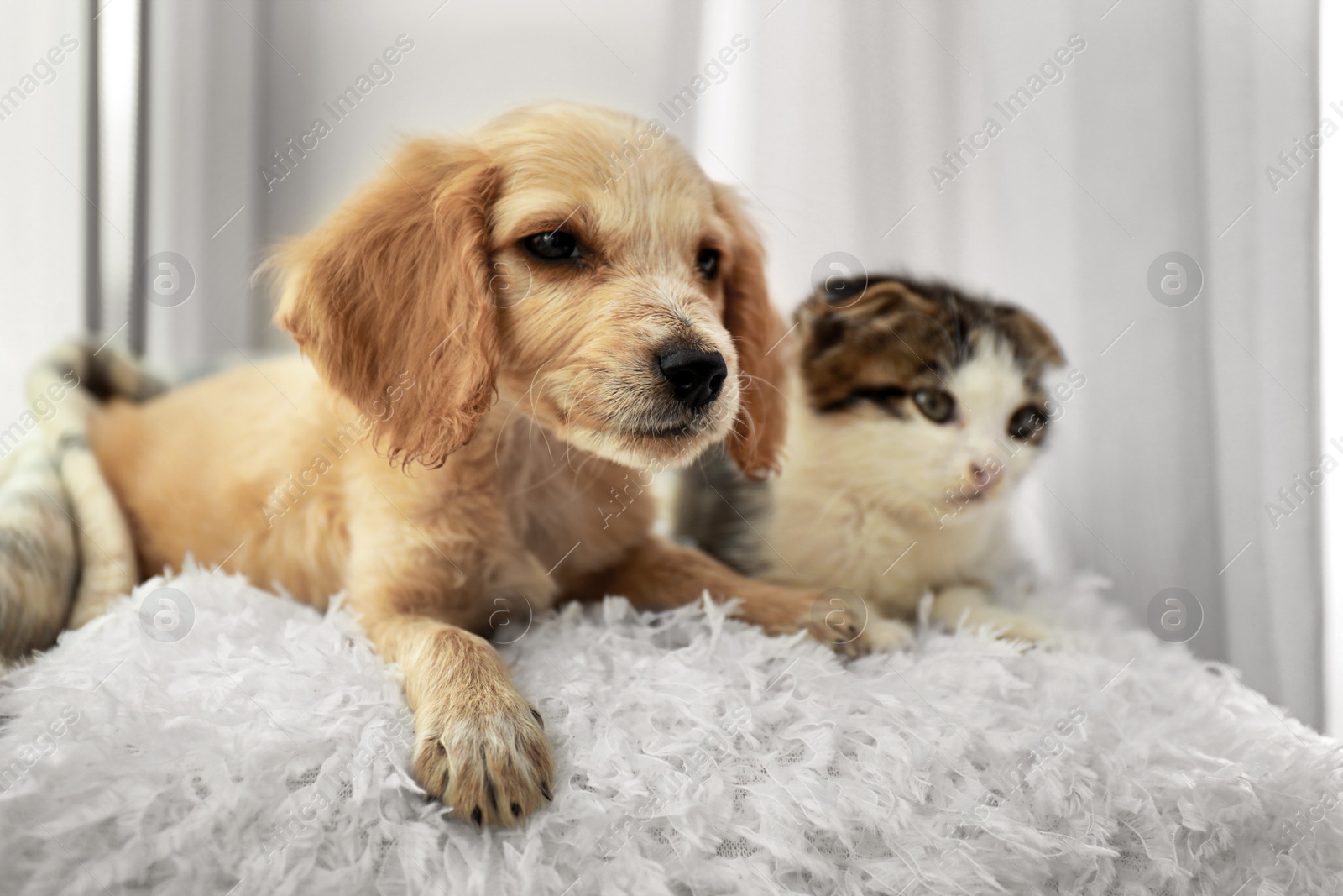 Photo of Adorable little kitten and puppy on pillow near window indoors