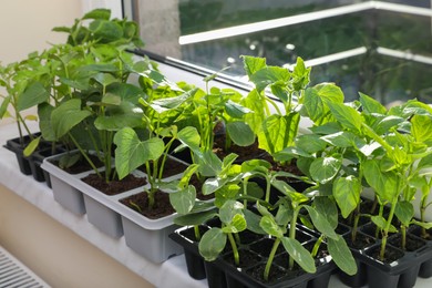 Seedlings growing in plastic containers with soil on windowsill indoors