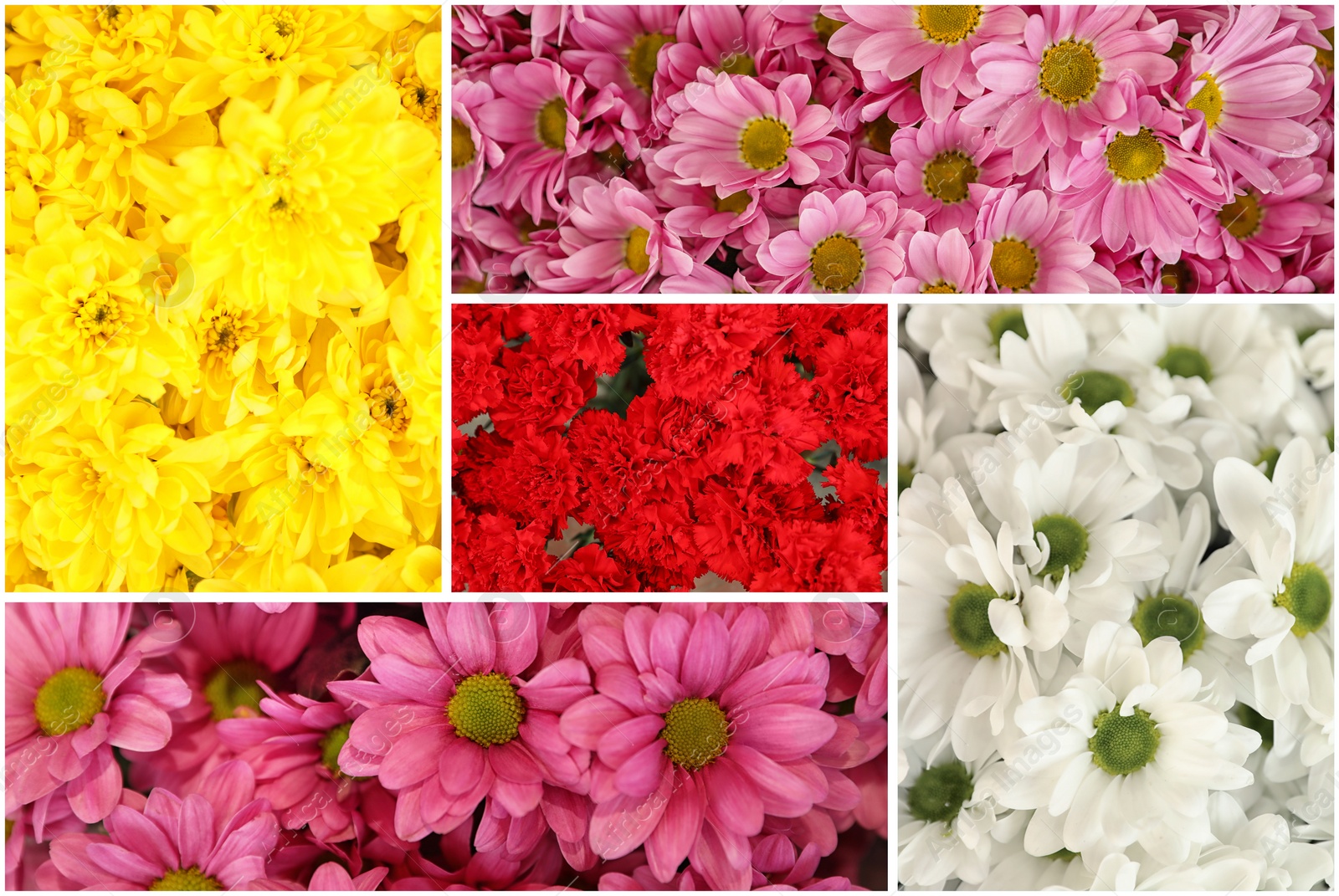 Image of Collage with photos of beautiful fresh flowers 