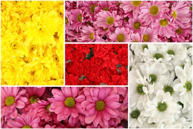 Collage with photos of beautiful fresh flowers 