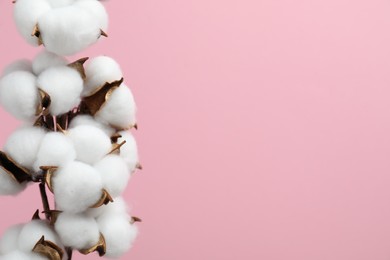 Photo of Beautiful cotton branch with fluffy flowers on pink background, closeup. Space for text