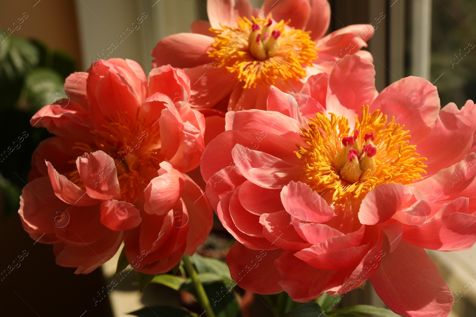 Photo of Beautiful pink peony flowers on windowsill indoors, closeup