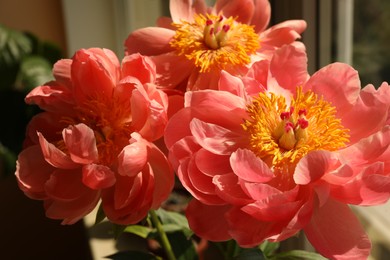 Beautiful pink peony flowers on windowsill indoors, closeup