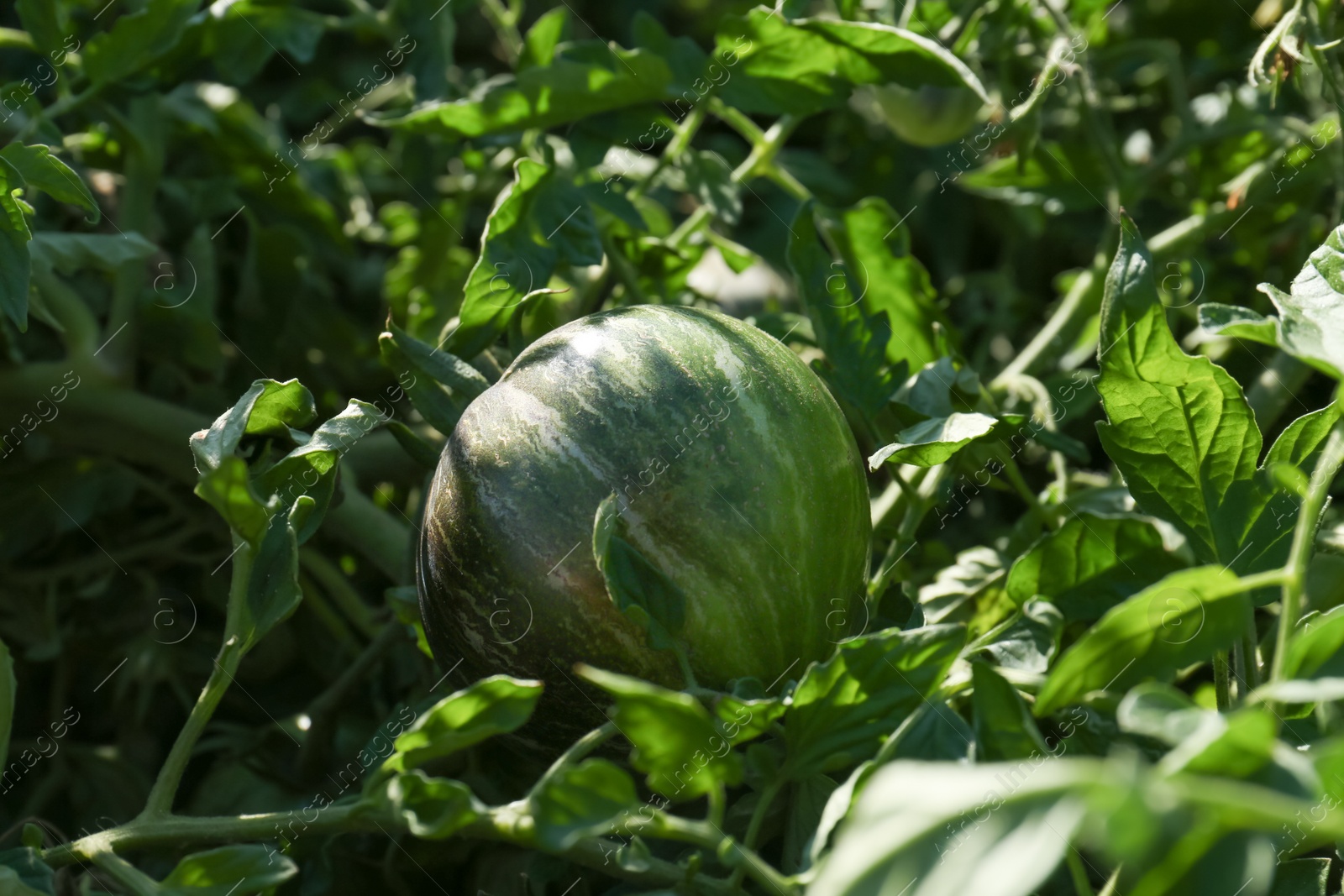Photo of Beautiful green tomato plant growing in garden, closeup
