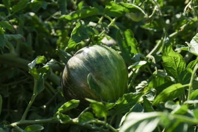 Photo of Beautiful green tomato plant growing in garden, closeup