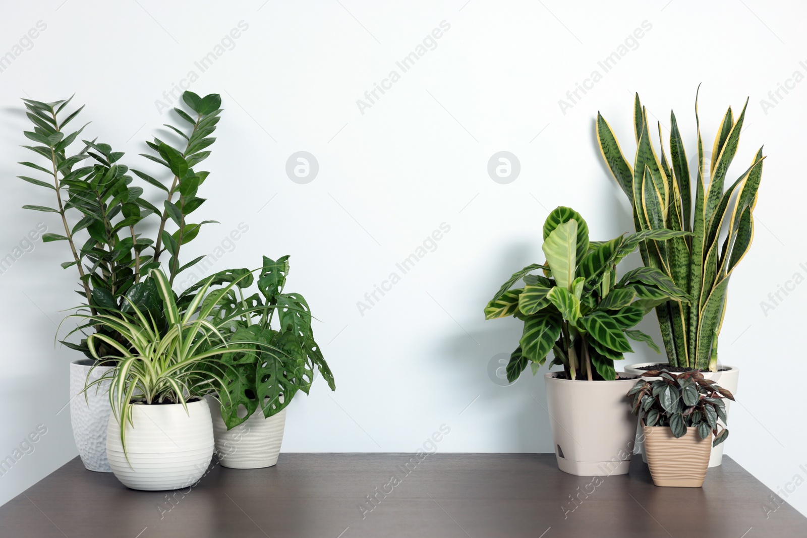 Photo of Many different beautiful house plants on wooden table near white wall, space for text