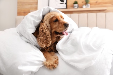 Cute English cocker spaniel covered with soft blanket on bed