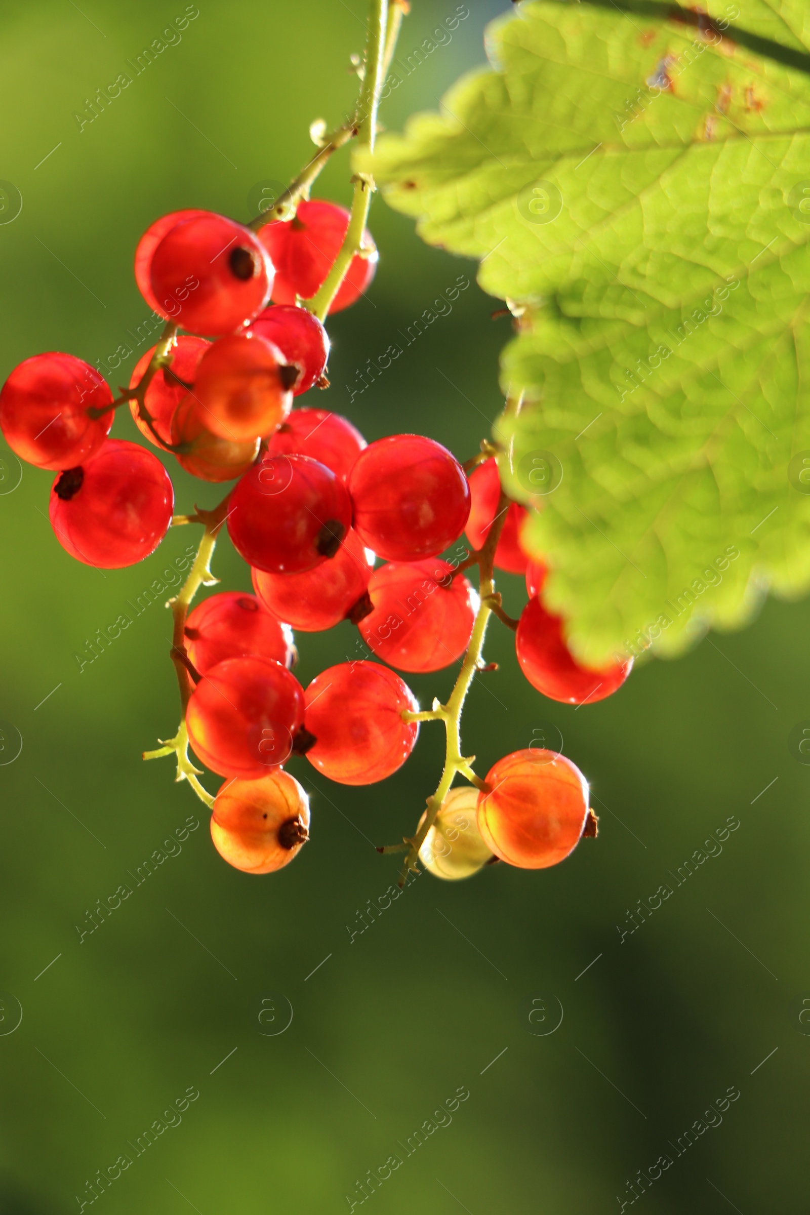 Photo of Closeup view of red currant bush with ripening berries outdoors on sunny day