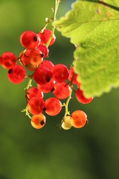 Photo of Closeup view of red currant bush with ripening berries outdoors on sunny day