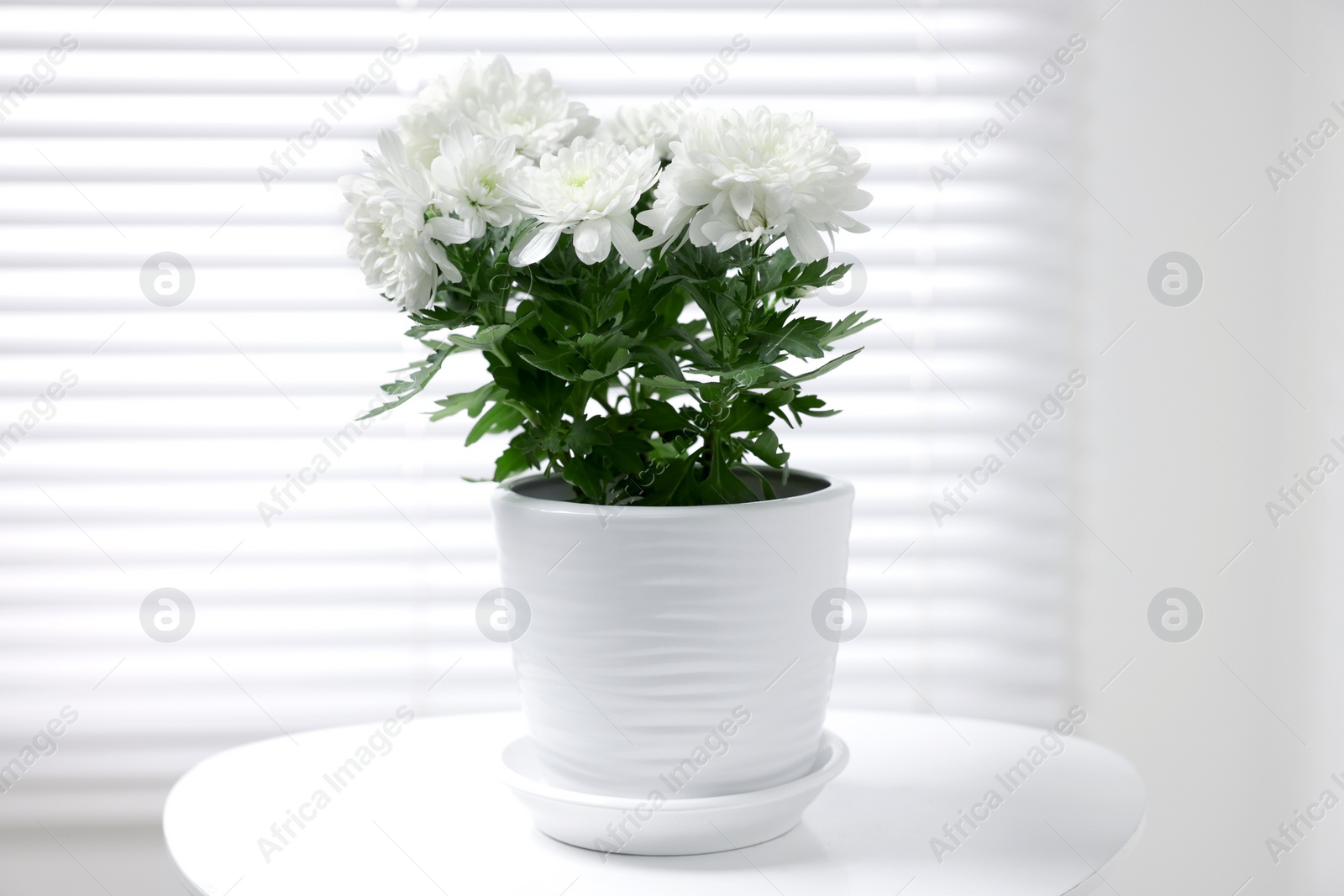 Photo of Beautiful chrysanthemum plant in flower pot on white table indoors