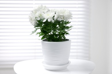 Photo of Beautiful chrysanthemum plant in flower pot on white table indoors