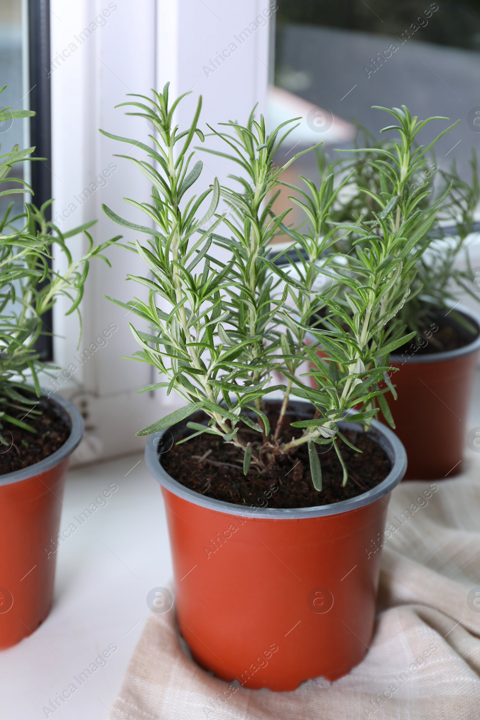 Photo of Aromatic green potted rosemary on windowsill indoors