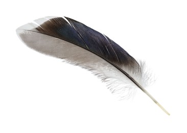 Photo of Beautiful grey bird feather isolated on white