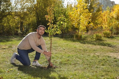 Mature man planting young tree in park on sunny day, space for text