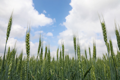 Photo of Agricultural field with ripening cereal crop under cloudy sky, closeup view