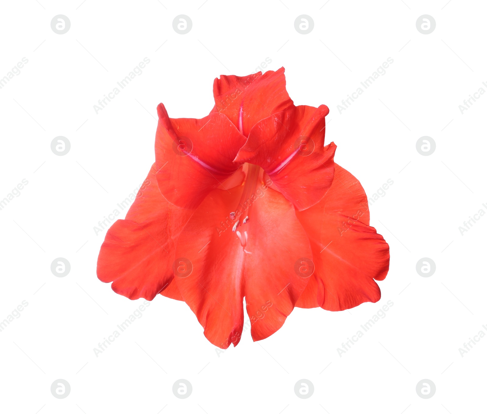 Photo of Beautiful red gladiolus flower on white background