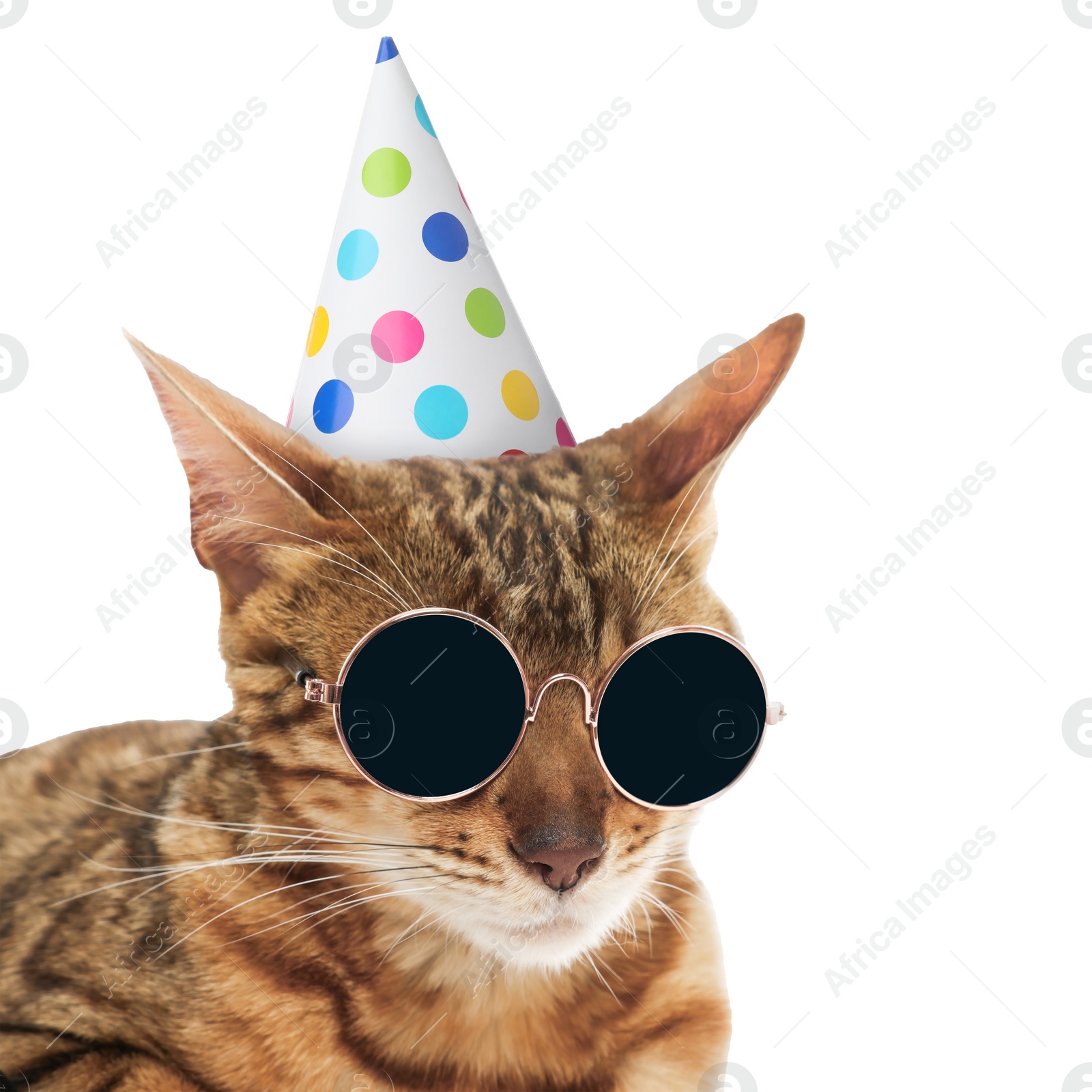 Image of Cute cat with party hat and sunglasses on white background